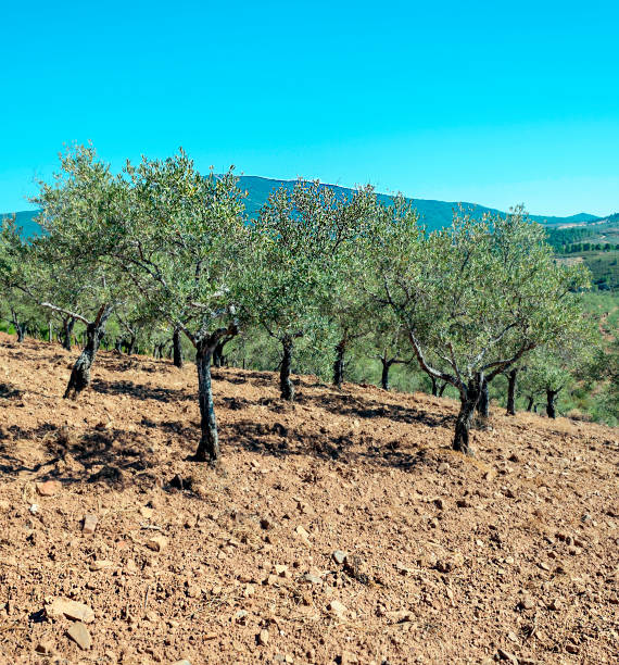 올리브 필드 - andalusia landscape spanish culture olive tree 뉴스 사진 이미지
