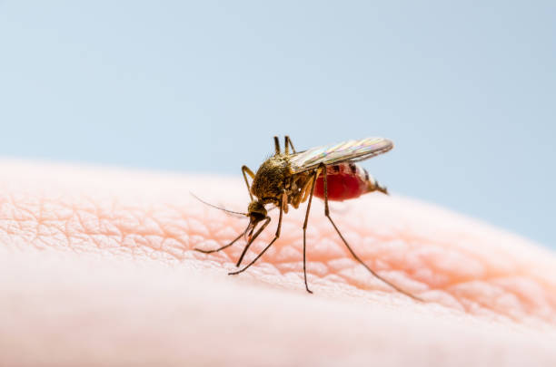 위험한 지카 감염 모기 피부 물린. 리슈만마비, 뇌염, 황열병, 뎅기열, 말라리아 질환, 마야로 또는 지카 바이러스 전염성 컬렉스 모기 기생충 곤충 매크로. - mosquito 뉴스 사진 이미지