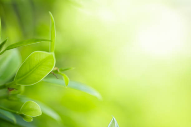 istock Closeup beautiful view of nature green leaves on blurred greenery tree background with sunlight in public garden park. It is landscape ecology and copy space for wallpaper and backdrop. 1264837814
