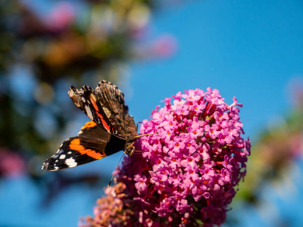 istock admiral butterfly on flower in the garden 1264838068