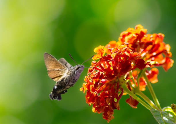 istock Hummingbird hawk-moth flying to a lantana flower 1264839027