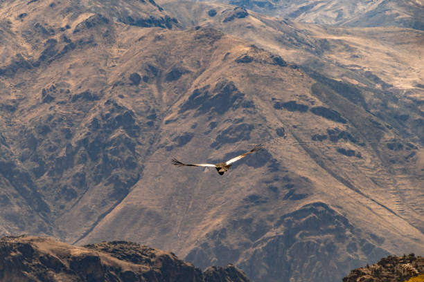 istock Panoramic view of condor in Colca Canyon, Peru. 1264839125