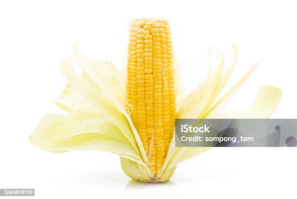 Raw Corn On A White Background Stock Photo - Download Image Now - Agriculture, Close-up, Corn
