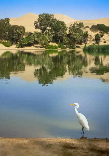 Photo of White egret at the border of the lake