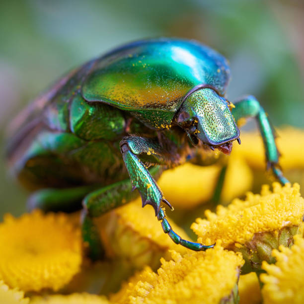 istock Rose beetle (Cetonia aurata) on a yellow flower 1264839190