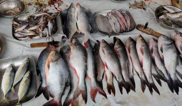 Variety for fish being sold in Indian Fishmarket