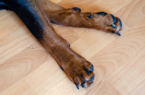 istock Resting dog's paws close up. 1264840198