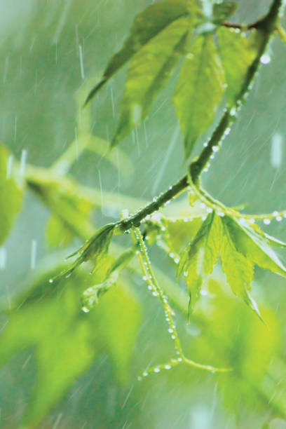 New Virginia Victoria Creeper Leaves, Early Summer Rain Raindrops, Wet Fresh Young Woodbine Leaf Rainy Day Background, Large Detailed Vertical Woody Vine Parthenocissus Quinquefolia Five-leaved Five-finger American Ivy Macro Closeup Pattern, Gentle Bokeh Rainstorm Copy Space nueva virginia victoria creeper leaves, early summer rain raindrops, wet fresh young woodbine leaf rainy day background, large detailed vertical woody vine parthenocissus quinquefolia five-leaved five-finger american ivy macro closeup pattern, gentle bokeh