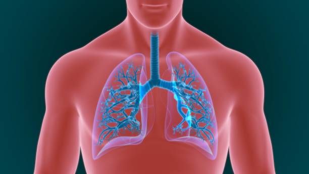 istock Lungs Human Respiratory System Anatomy For Medical Concept 3D 1264840608