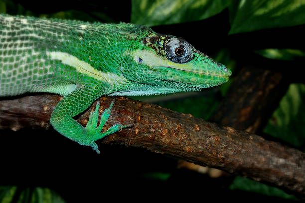 istock Knight Anole In the terrarium 1264840714