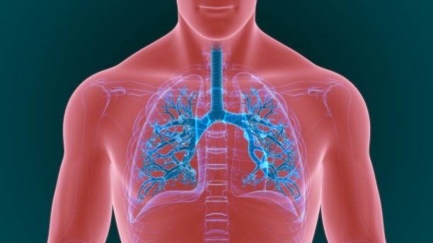 istock Lungs Human Respiratory System Anatomy For Medical Concept 3D 1264840761