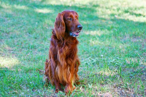 istock Dog breed Irish Red setter 1264842168