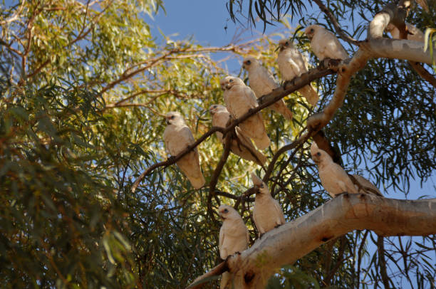 istock A large flock of noisy Little Corellas perching in trees 1264843118