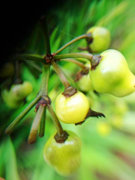 istock beautiful flower close up macro 1264844561