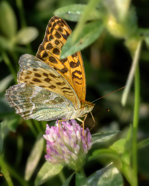 istock An orange butterfly sits on a flower 1264844741
