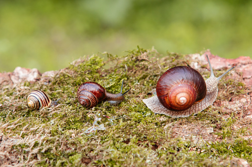 Three snail on the surface of old stump with moss in a natural environment. Helix pomatia.