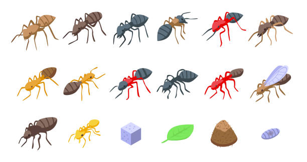 набор иконок муравьев, изометрический стиль - anthill stock illustrations