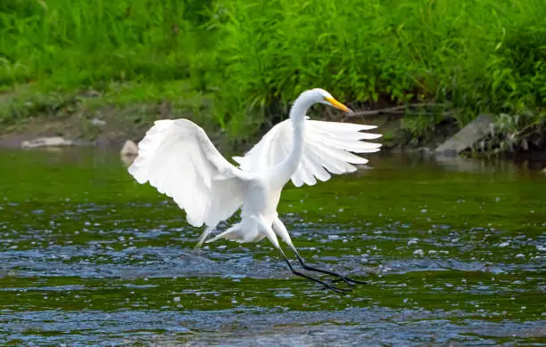 Great Egret in flight about to land in river in summer
