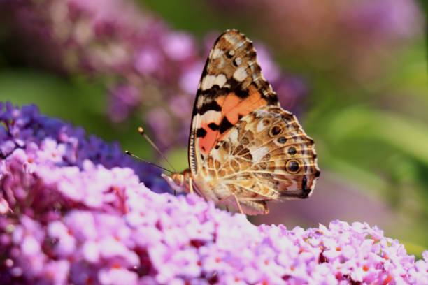 Painted Lady (Vanessa cardui) butterfly on summer lilac