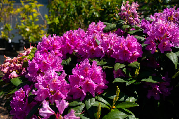 rosa lila blumen einer rhododendron strauch pflanze zum verkauf in lokalen garten gärtnerei - azalea magenta flower red stock-fotos und bilder