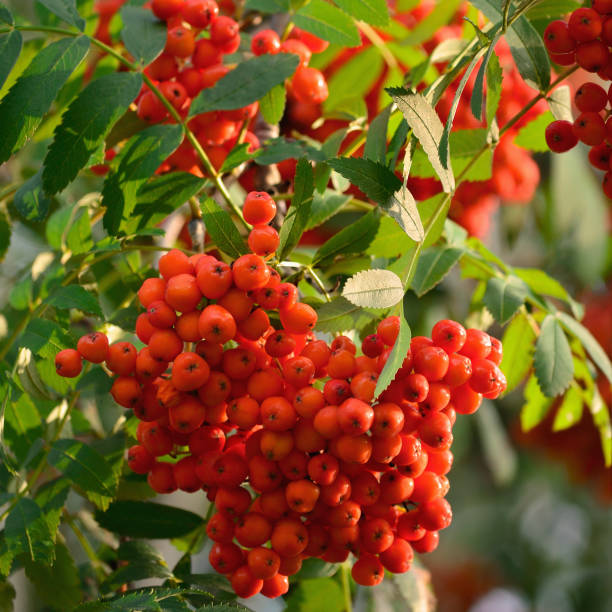 Sorbus aucuparia ashberry rowan tree mountain ash S. sorb service shrub, red ripe fruits, leaves, bright vertical sunny rowanberry leaf macro closeup. European quick beam natural hybrid rowan-berry foliage leaflets, multiple orange yellow scarlet pomes. Young quickbeam berry, deciduous mountain-ash branch, native to Europe, Asia, Africa, Iceland, Russia, China sorbus aucuparia ashberry rowan tree mountain ash s. sorbal arbusto de servicio, frutos rojos maduros, hojas, brillante vertical soleado hoja de rowanberry macro primer plano. folletos de follaje de baya de baya híbrido natural de haz rápido europeo, mú
