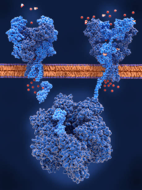 istock Long term potentation (LTP), key actor molecules: NMDA receptor, calmodulin, CAMKII, AMPA receptor 1264849713