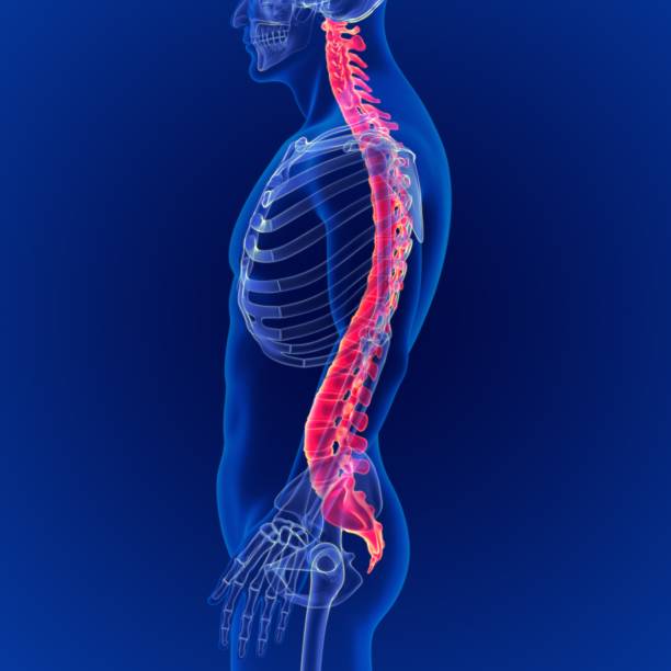 ilustración 3d esqueleto humano columna vertebral anatomía - sacrum fotografías e imágenes de stock