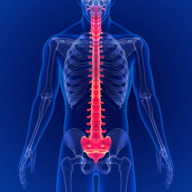 istock 3D Illustration Human Skeleton Vertebral Column Anatomy 1264849843