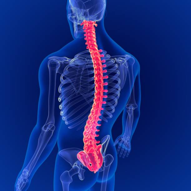 istock 3D Illustration Human Skeleton Vertebral Column Anatomy 1264850356