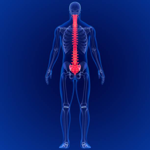 istock 3D Illustration Human Skeleton Vertebral Column Anatomy 1264850369