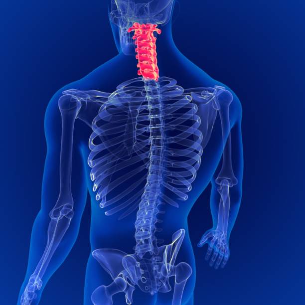 istock 3D Illustration Human Skeleton Vertebral Column Cervical Vertebrae Anatomy 1264850403