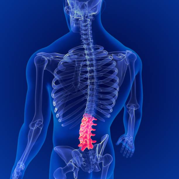 istock 3D Illustration Human Skeleton Vertebral Column Lumbar Vertebrae Anatomy 1264850417