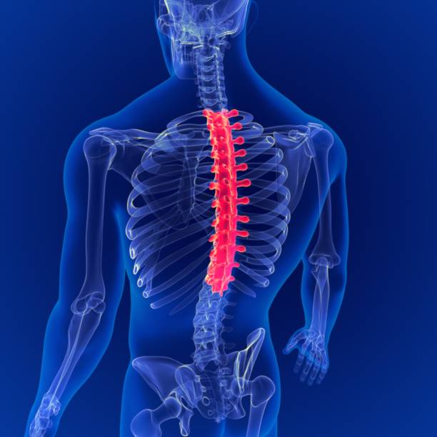 3d 일러스트 인간의 해골 척추 기둥 흉부 척추 해부학 - sternum 뉴스 사진 이미지