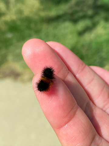 Wooly bear caterpillar being held by a person in their hand.