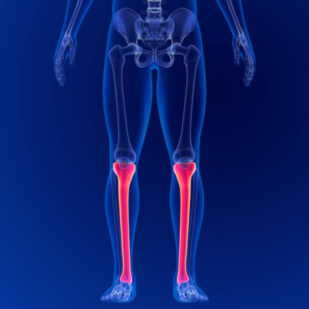 istock Human skeleton anatomy Tibia Bone 3D Rendering For Medical Concept 1264850807