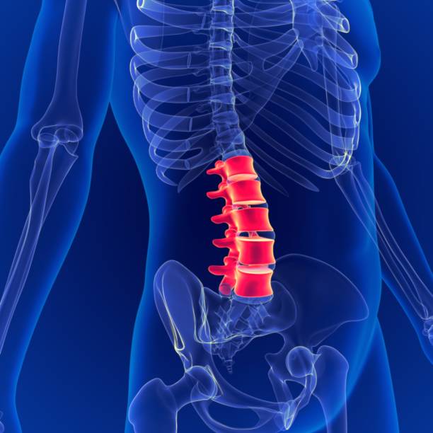 istock Human Skeleton System Vertebral Column Lumbar Vertebrae Anatomy 3D Illustration 1264850983