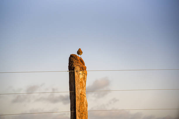 pássaro joão de barro (furnarius rufus) - joao de barro - fotografias e filmes do acervo