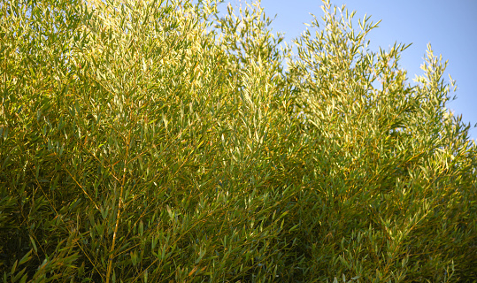 Natural bamboo forest (Phyllostachys pubescens). Plant Used in the construction of festa junina tents, in the construction of nurseries, kite rods, laminates and construction of furniture