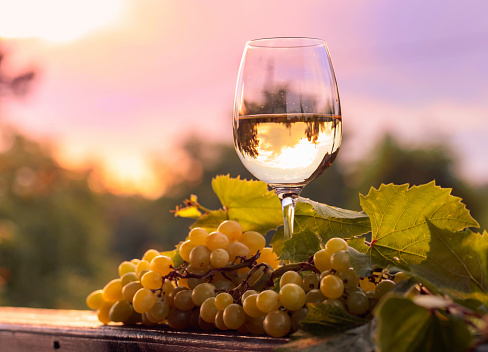 A glass of white wine and grapes with leaves on an old wooden table in the vineyard.
