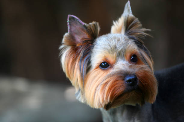 istock image of dog dark background 1264852120