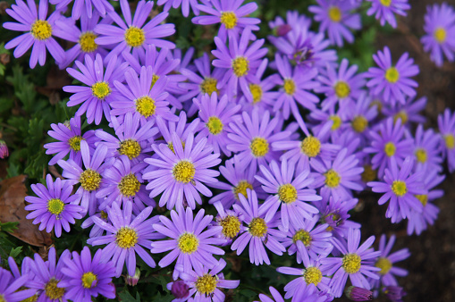 Purple autumn flower. Bush aster