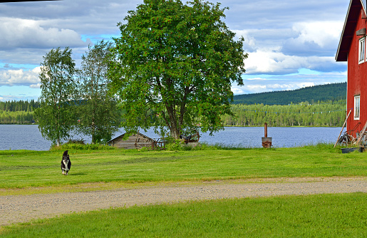 Dog runs fast in yard of farm on picturesque lake shore. Taivalkoski, Finland