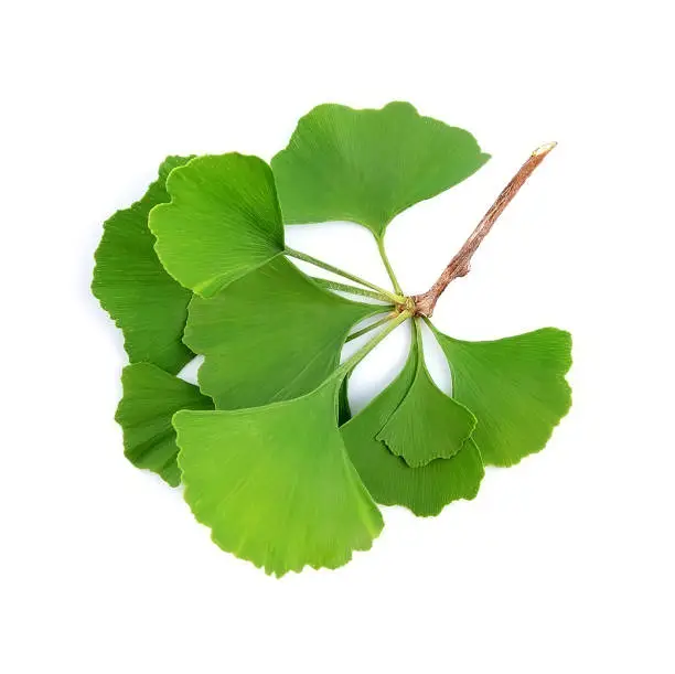 Branch ginkgo biloba isolated on white backgrounds.