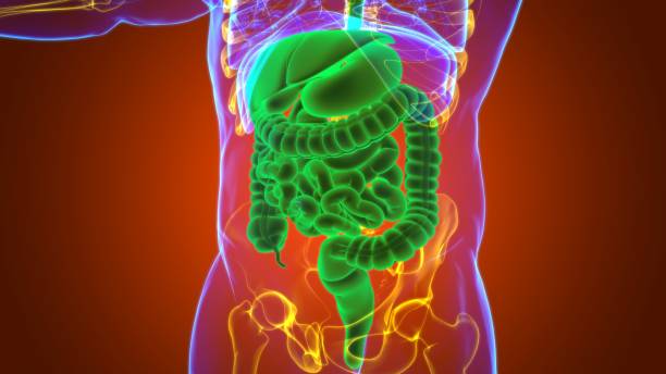 istock Human Digestive System Anatomy For Medical Concept 3D 1264854152