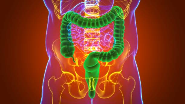 istock Large Intestine 3D Illustration Human Digestive System Anatomy 1264854342