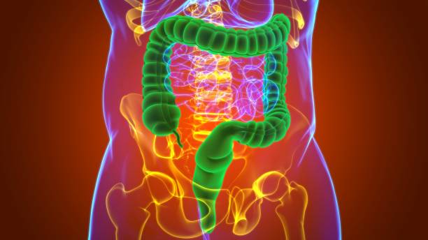 istock Large Intestine 3D Illustration Human Digestive System Anatomy 1264854356