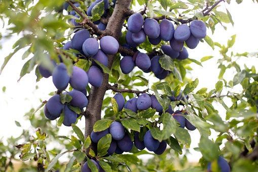 Plums. Ripened fruit on the branch of the tree. Clear bright day in the fruit orchard. Selective focus
