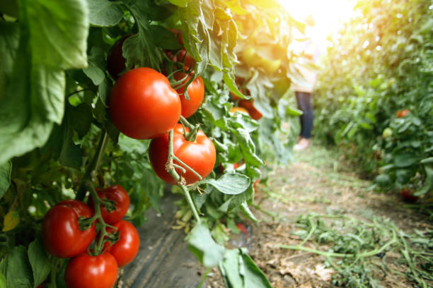 Vegetable garden Adult woman working in a vegetable garden, greenhouse full of tomato. Unrecognzable Caucasian female. tomato plant photos stock pictures, royalty-free photos & images