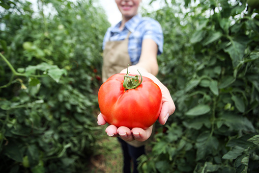 Adult woman working in a vegetable garden, greenhouse full of tomato. Unrecognzable Caucasian female.