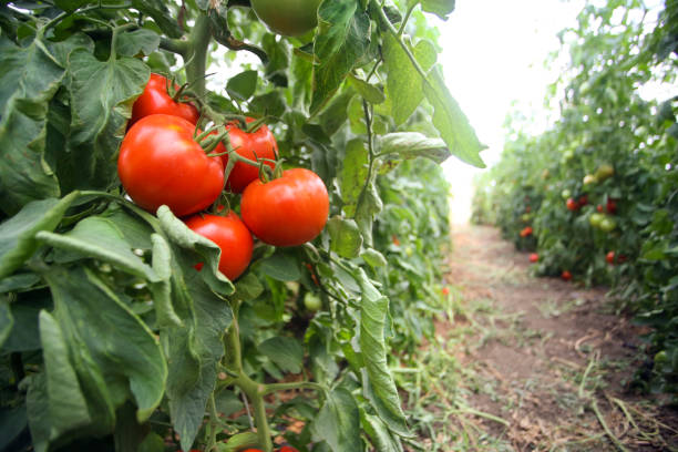 istock Tomatoes in a greenhouse 1264856394